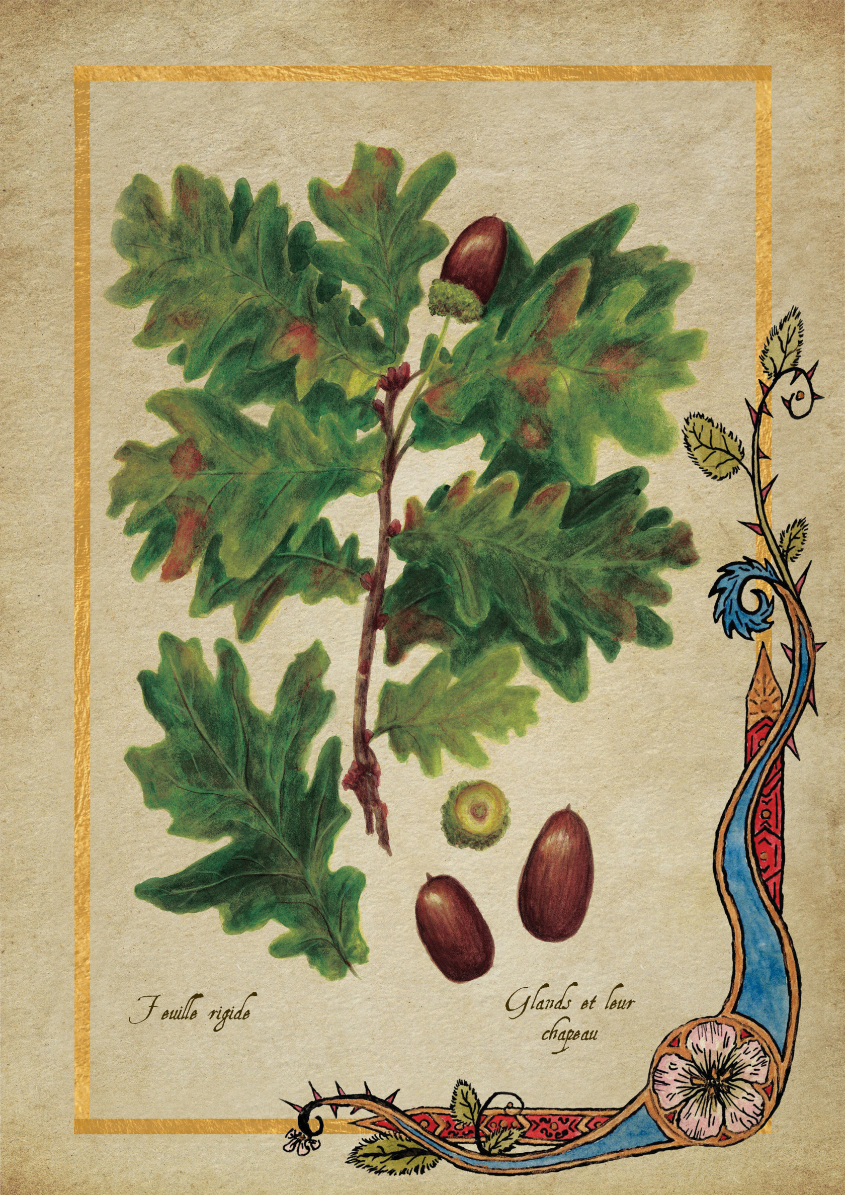 Herbier Visuels37.jpg