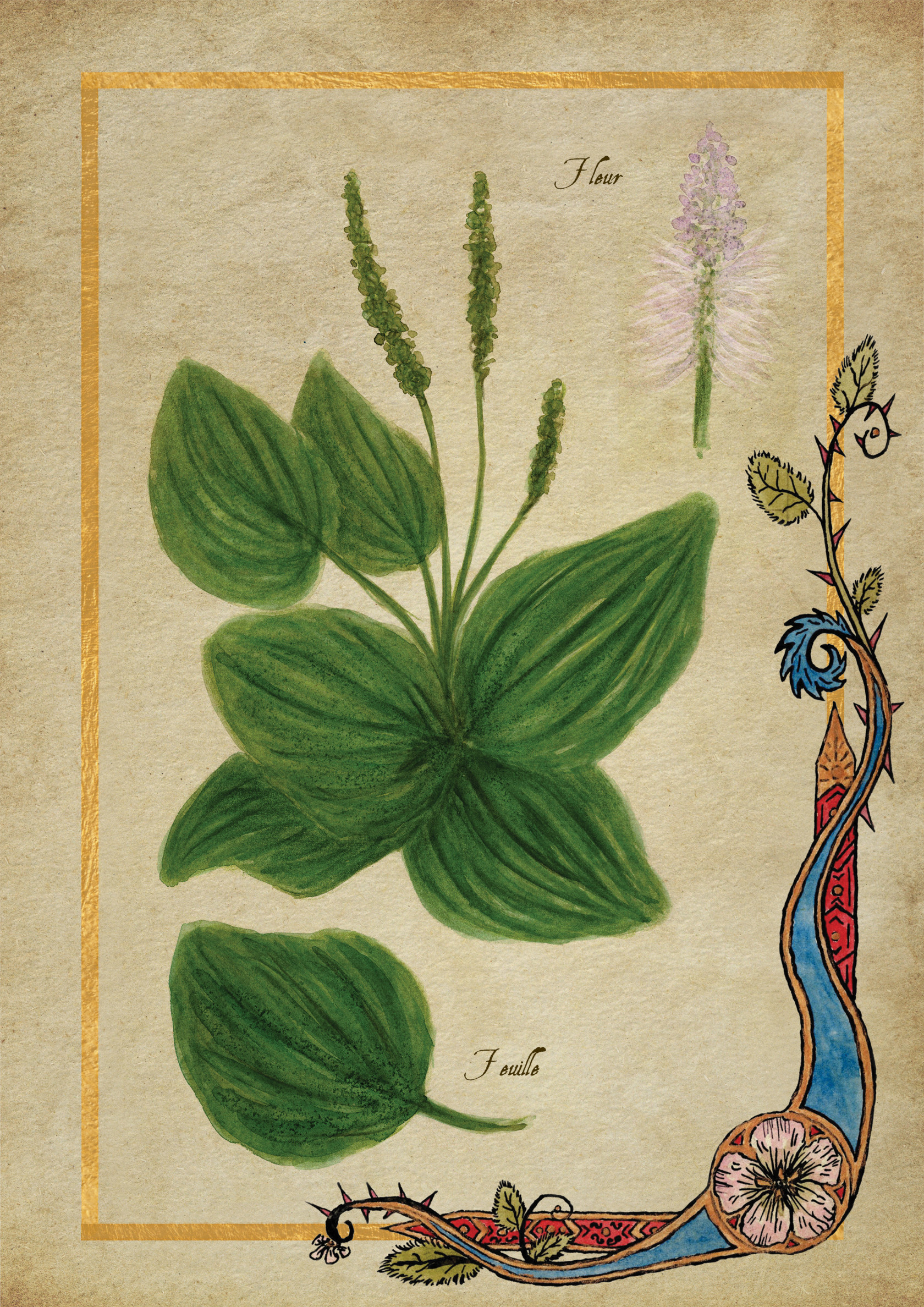 Herbier Visuels21.jpg