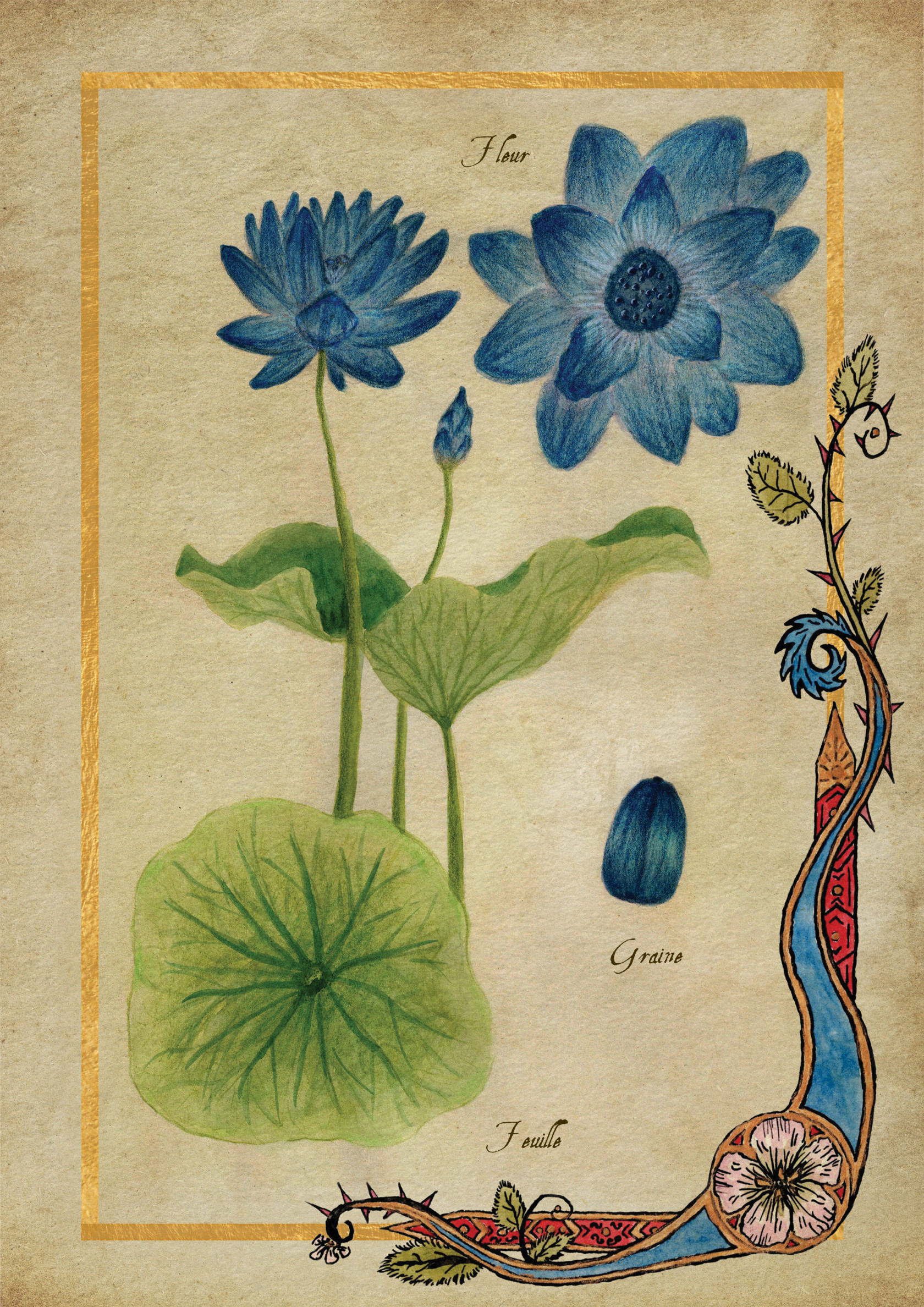 Herbier Visuels29.jpg