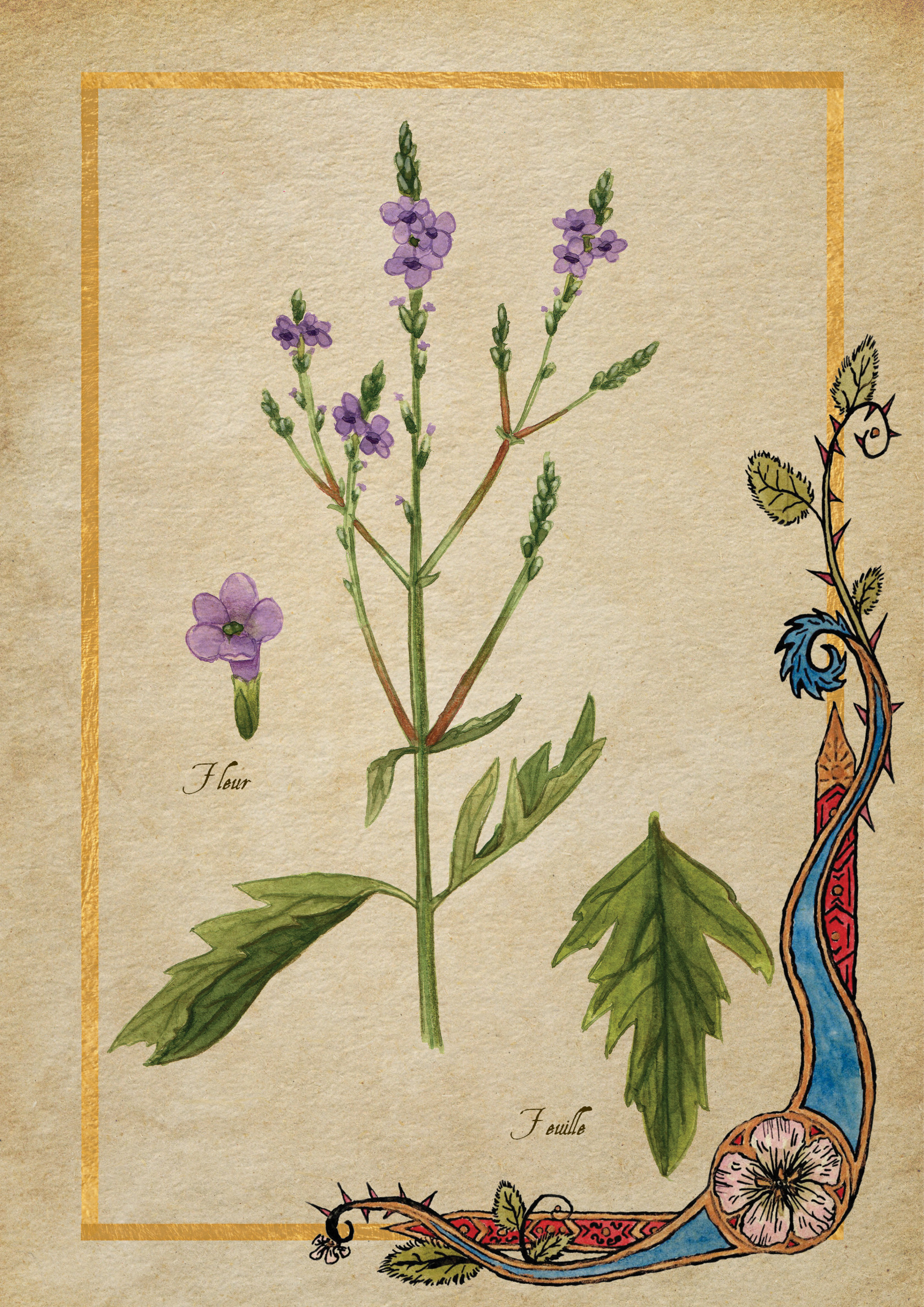Herbier Visuels27.jpg