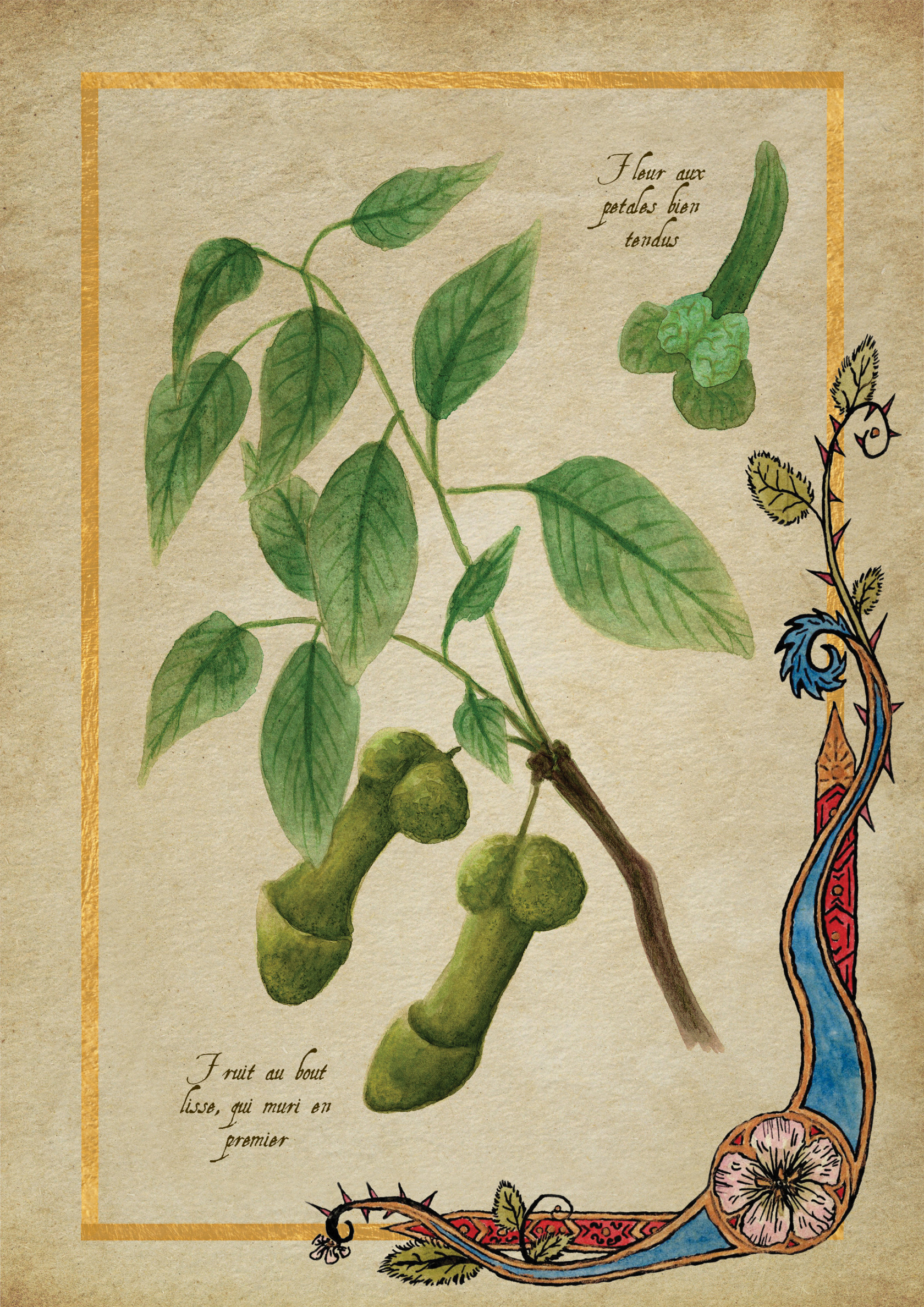 Herbier Visuels41.jpg