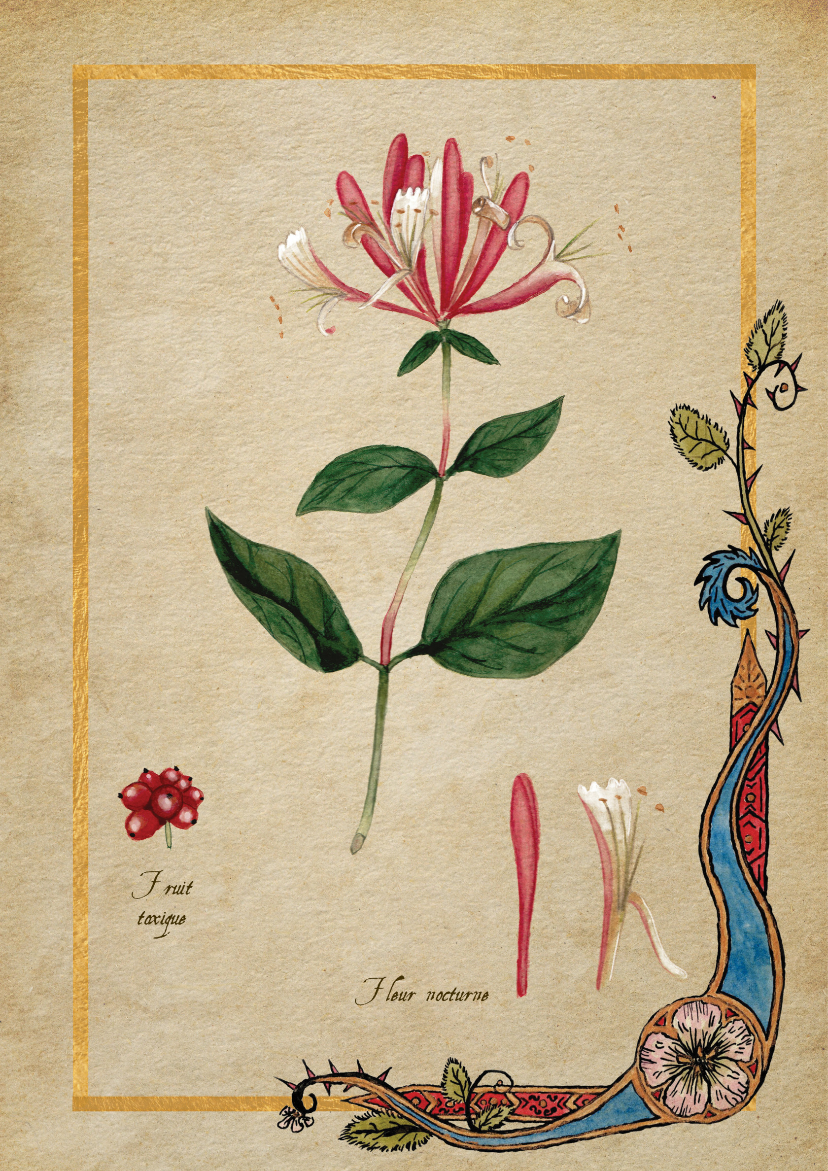 Herbier Visuels31.jpg