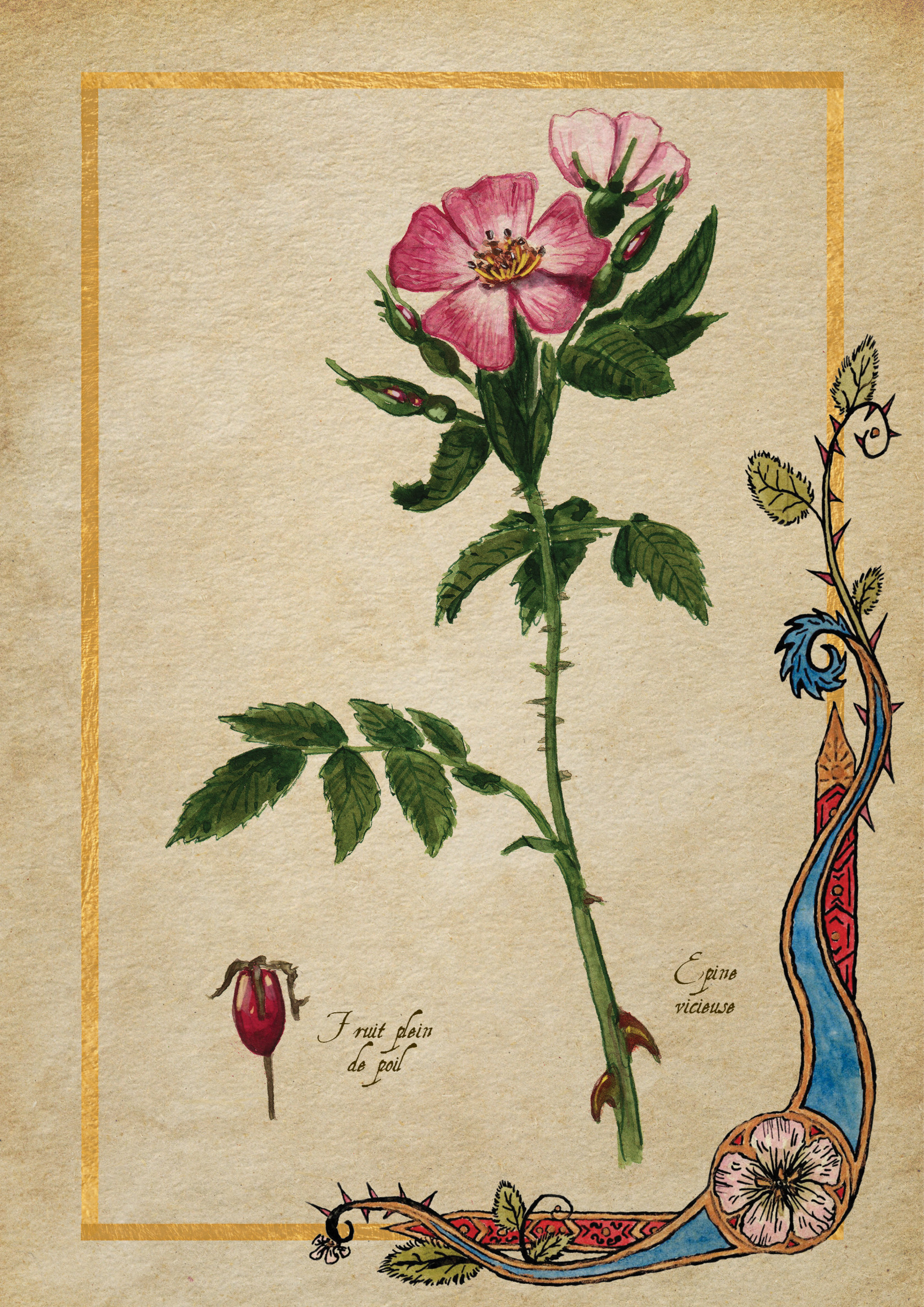 Herbier Visuels39.jpg