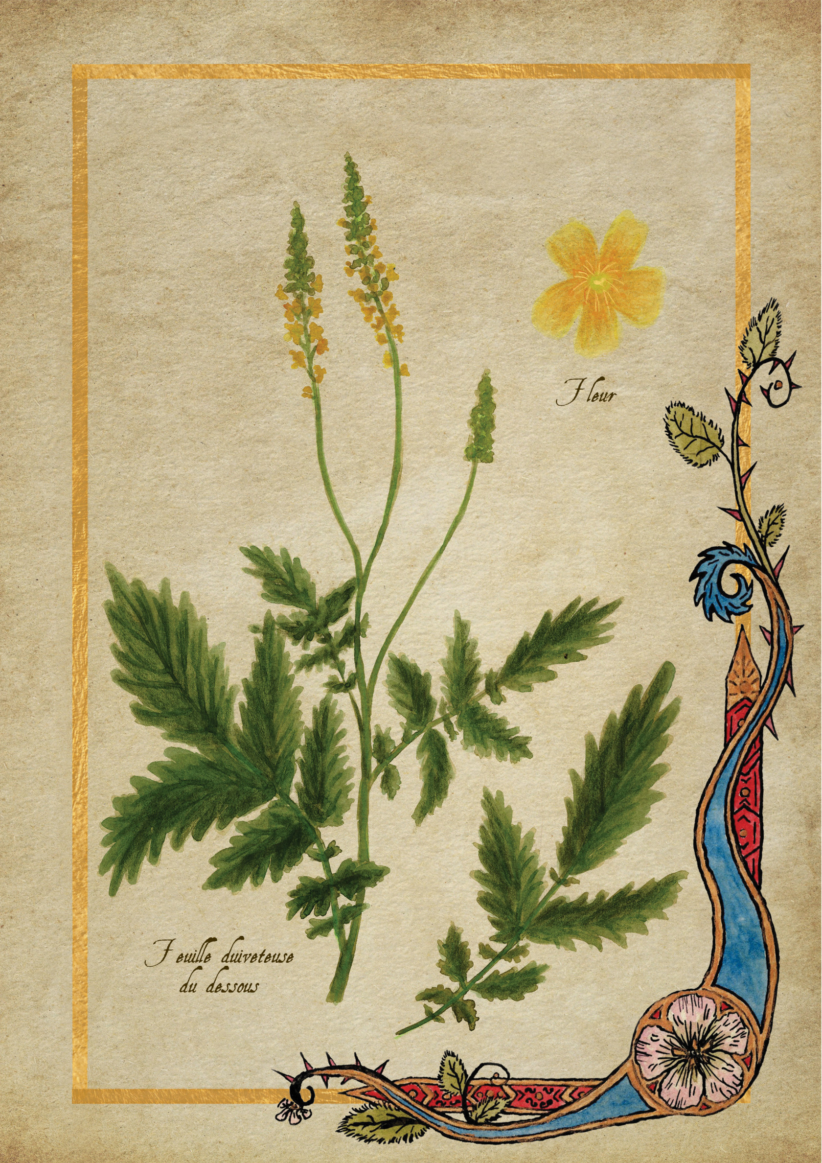 Herbier Visuels25.jpg