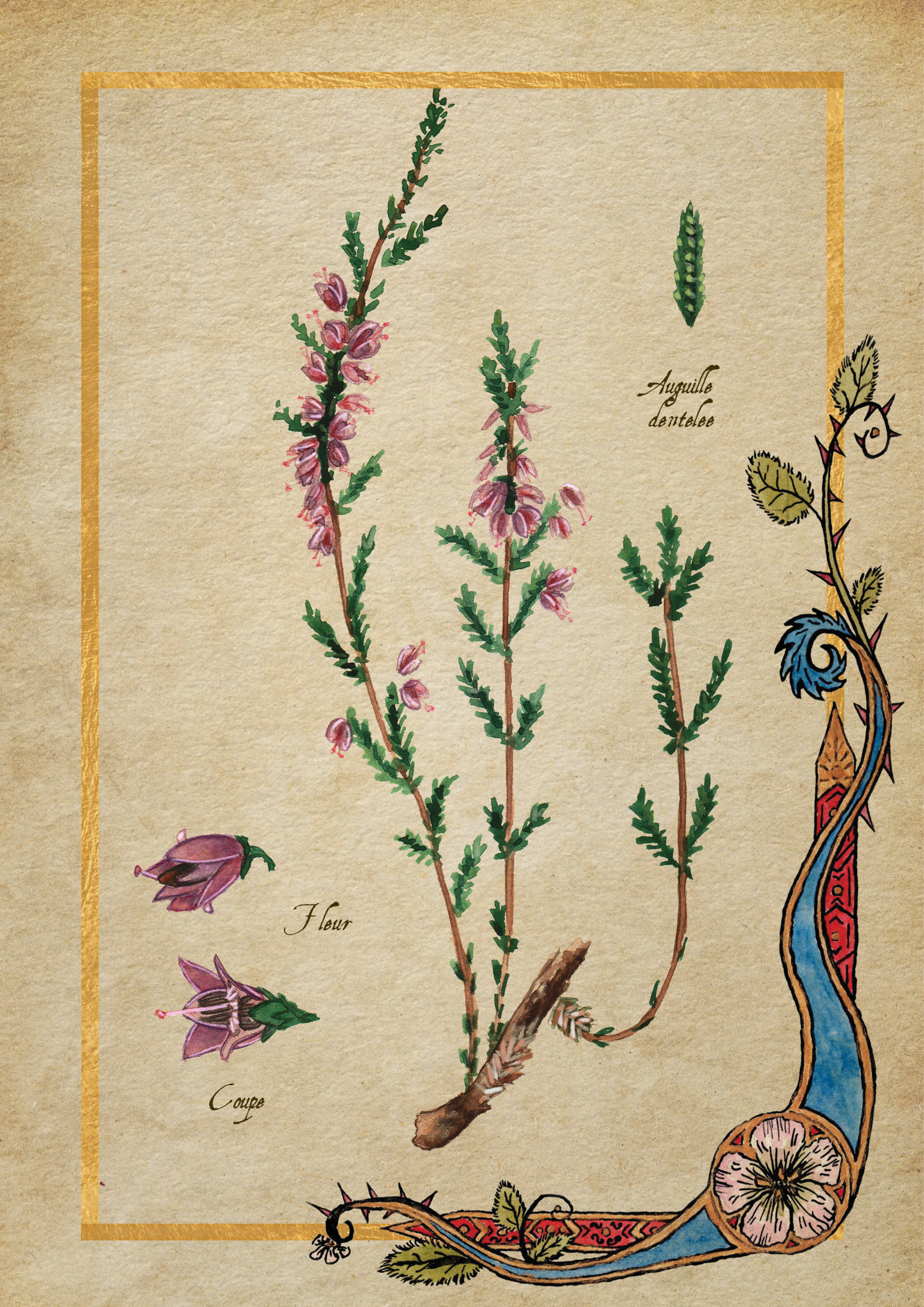 Herbier Visuels35.jpg