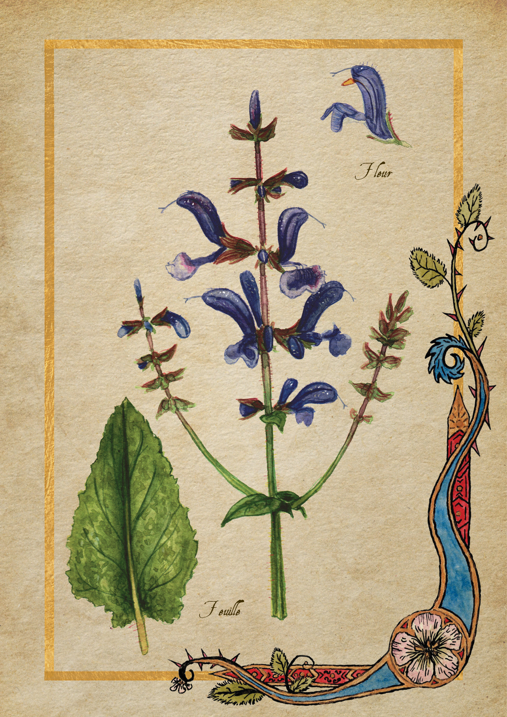 Herbier Visuels23.jpg