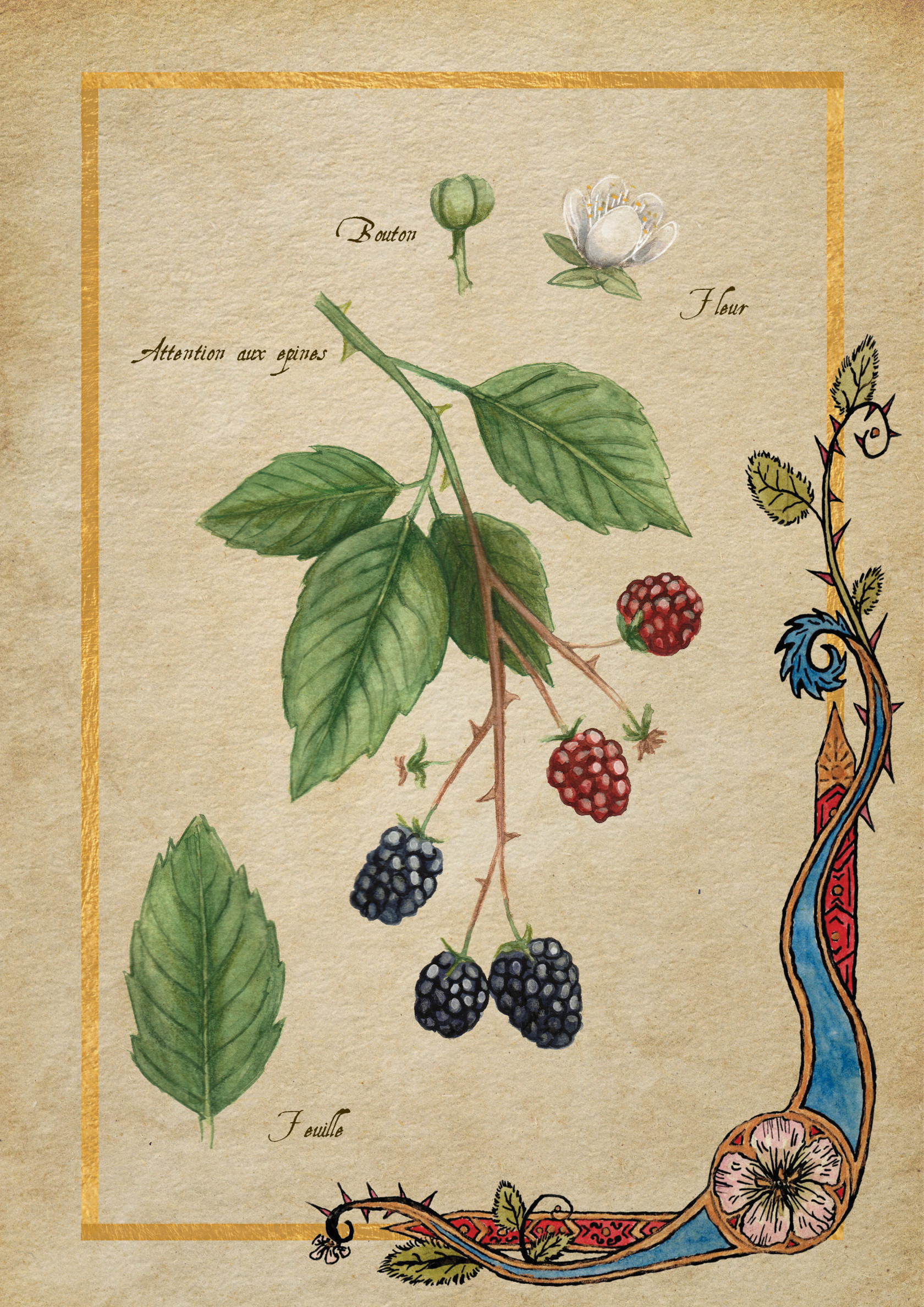 Herbier Visuels11.jpg