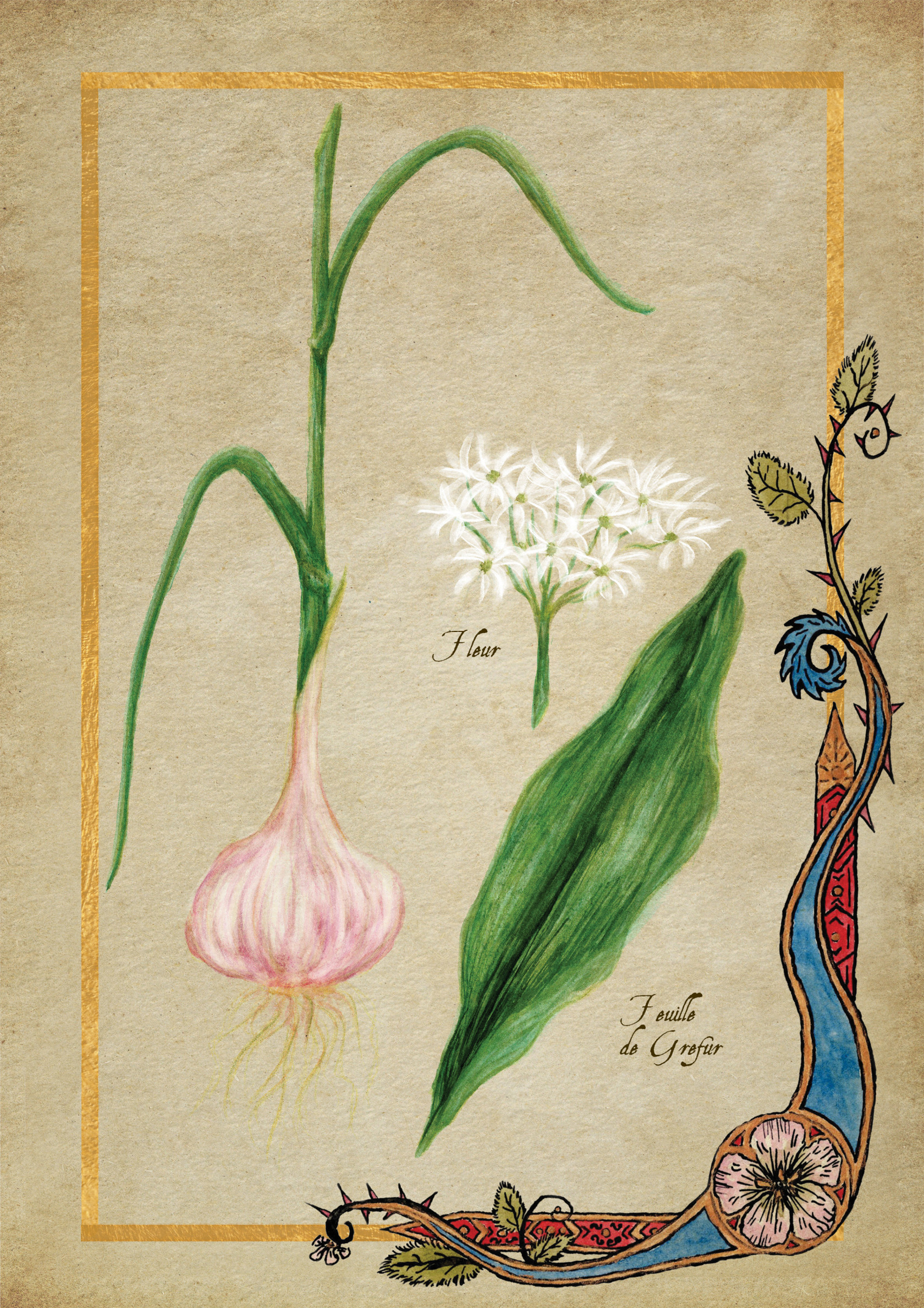 Herbier Visuels9.jpg