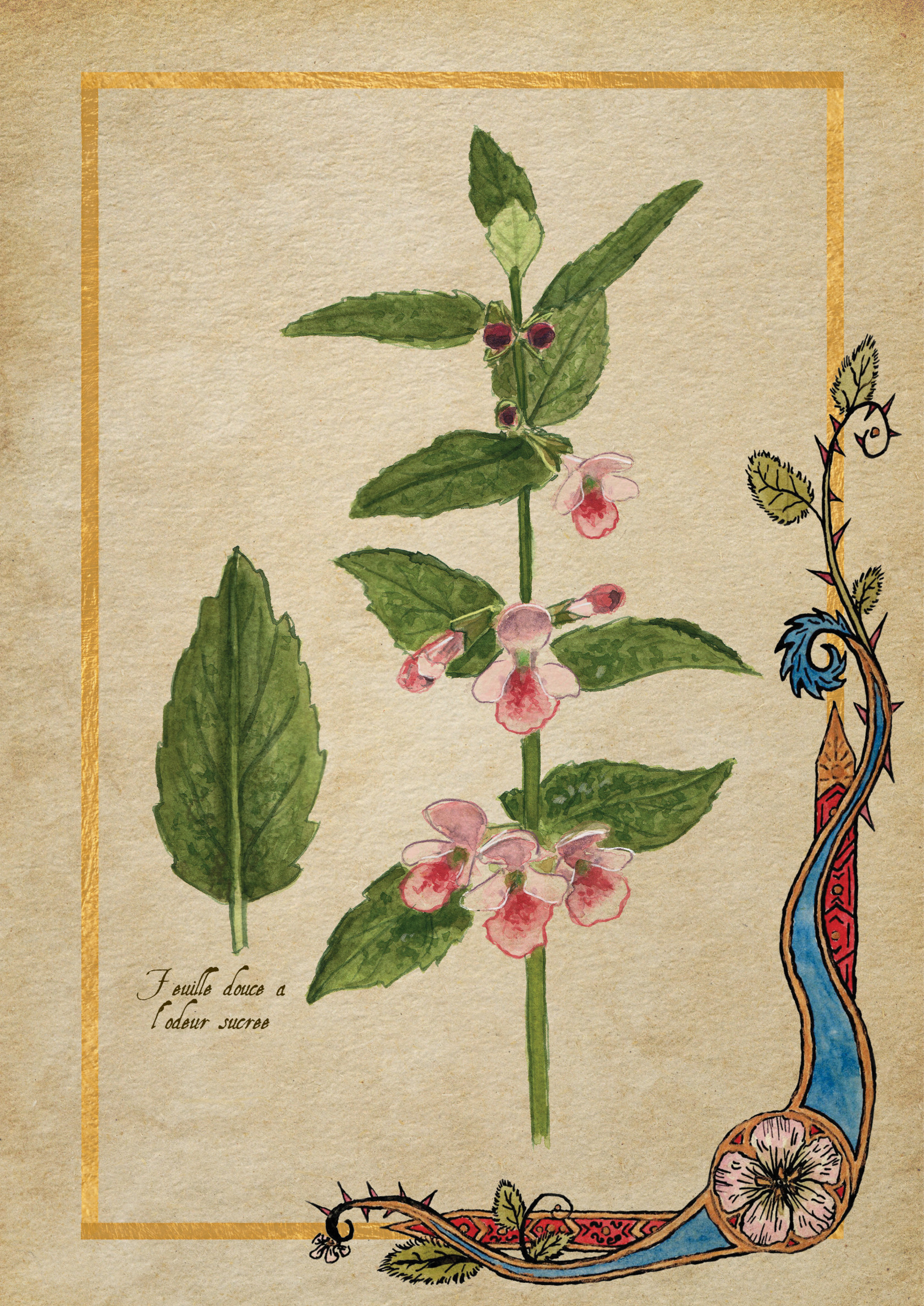 Herbier Visuels19.jpg