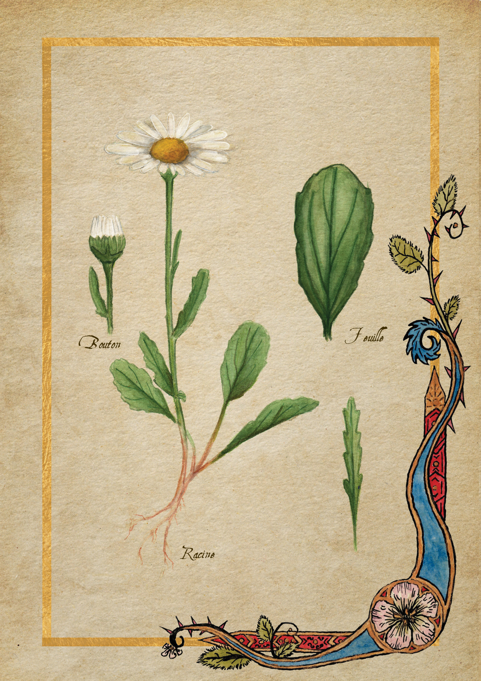Herbier Visuels7.jpg
