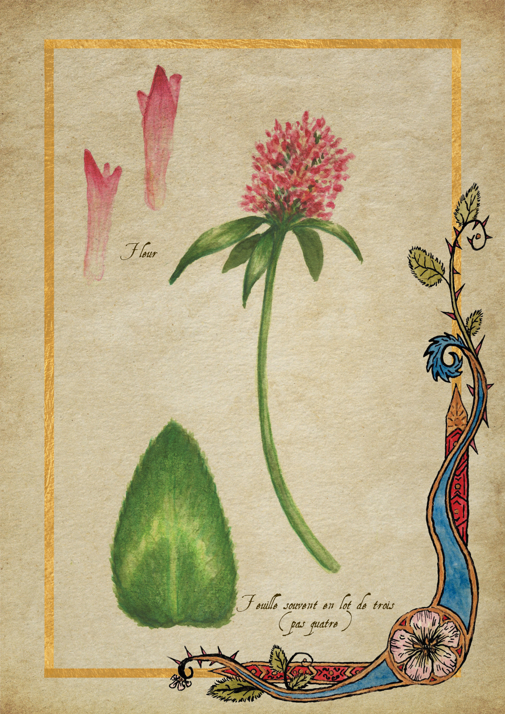 Herbier Visuels17.jpg